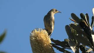 Brown Honeyeater 80 [upl. by Anuahsal]