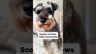 Funny Schnauzer reviews video comments 👀💬 minischnauzer [upl. by Colville]