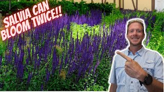 How to Prune Salvia for Continuous Blooms [upl. by Essirehc]