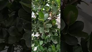 Ficus microcarpa natasgardening plants ficusplantcare gardening subscribe [upl. by Eicirtap]