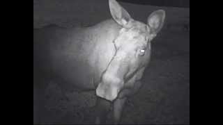 Mooseeating carrots filmed during one night with my game camera in Norway [upl. by Hepsiba649]