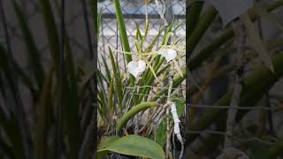 Brassavola cordata [upl. by Wilmette283]