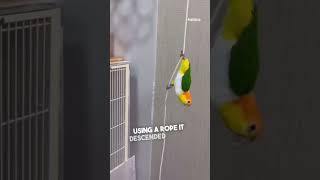 Parrots Stunning Escape [upl. by Oberon918]