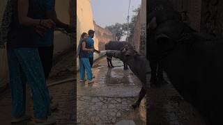 Stree 2 viral shorts  MMS Official  shorts trendingaudioshorts stree2short [upl. by Tran]