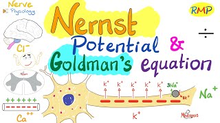 Nernst Potential and Goldmans Equation  Nerve Physiology [upl. by Thebazile]