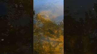 CARDUME DE TILAPIApescasub fishing viralvideo pesca [upl. by Ruphina]