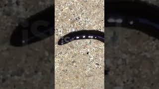 Hammerhead worm  Land planarians belongs to Phylum Platyhelminthes [upl. by Itraa227]