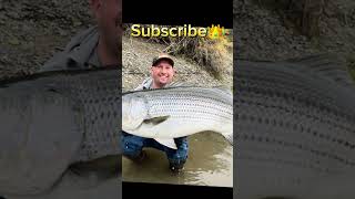 Your striped bass if fishing [upl. by Lipson]