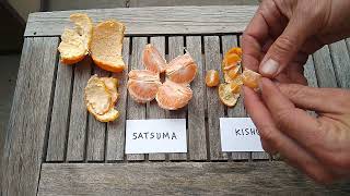 Satsuma vs Kishu mandarins [upl. by Rogerson]