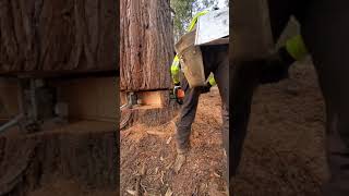 tree jacking with 45 ton Borntrager [upl. by Tristam]