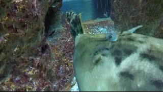 Planehead filefish laying eggs [upl. by Dayna84]