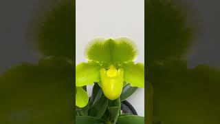 Paphiopedilum Memoria Robert Weltz First Love [upl. by Lagiba]