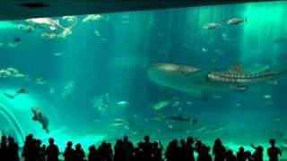 Okinawa Churaumi Aquarium [upl. by Susette]