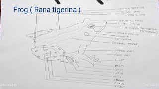 How to draw a frog easy  frog Rana tigrina drawing  frog drawing easy step by step [upl. by Serrell]