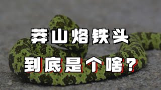 「蛇中熊貓」莽山烙鐵頭到底有多珍稀？為何還會被國外人士惦記？ [upl. by Farwell]