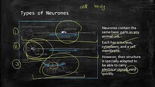 Coordination and Response – The Nervous System  IGCSE Biology [upl. by Oinigih665]