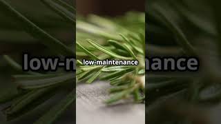 Rosemary The AllSeason Herb 🌞🌿rosemary herbgardening gardeningtips [upl. by Vedi413]