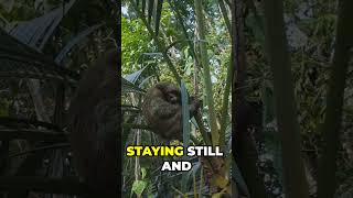 The Surprising Science Behind Sloths Slowness [upl. by Cesya]