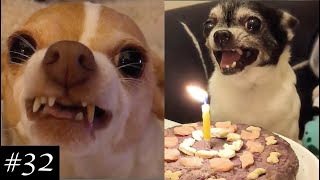 Angry Chihuahuas Compilation 😡🐶 Theyre actually funny [upl. by Newg620]