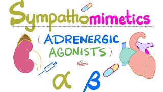 Sympathomimetics Adrenergic Agonists—Epinephrine Norepinephrine  Alpha amp Beta Receptors [upl. by Slrahc]