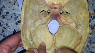 MENINGES OF SKULL dura matter easy explanation 1 [upl. by Kelton]