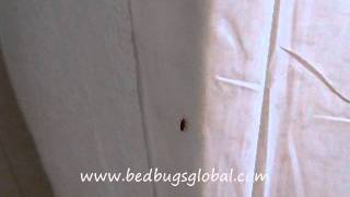 KILL BED BUGS NATURALLY WITH CEDAR BUG FREEwmv [upl. by Farrison210]