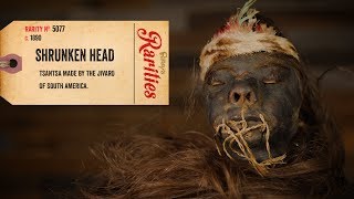 Up Close With A Jivaro Shrunken Head [upl. by Rehotsirhc844]