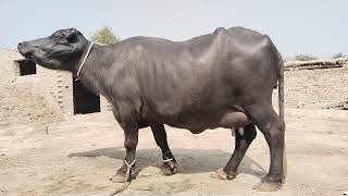 watch pure neeli Ravi buffalo for sale in Punjab Pakistan 9102024on YouTube [upl. by Eveivaneg121]