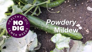 Powdery Mildew why it happens mostly not a worry [upl. by Naihr812]