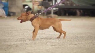 INTERVIEW WITH A GAME AMERICAN PIT BULL TERRIER BREEDER [upl. by Kirbie]