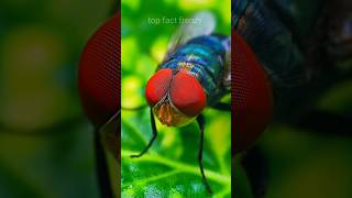 Why Flies Are More Fascinating Than You Think 5 Unbelievable Facts facts shorts viral flies [upl. by Gassman]