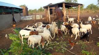 Ferme Tadisu Nourrissage des moutonschèvres Mai 2015 [upl. by Harbot]