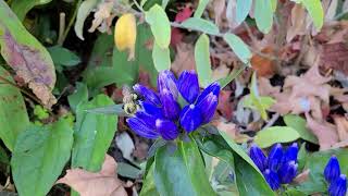 Bumble Bee on Blue Gentian Flower [upl. by Beverlie]