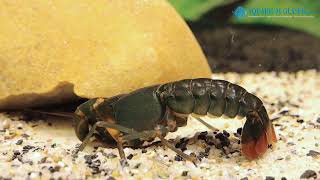 Cherax sp Black Scorpion [upl. by Swithbart]