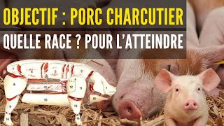 VOICI les RACES de porcs destinées à produire de la VIANDE SANS GRAISSE POUR LES CHARCUTIERS [upl. by Lakim]