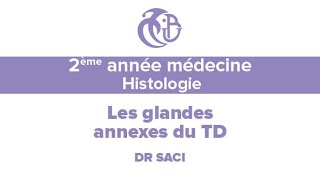 2ème année médecine Histologie Les glandes annexes du TD [upl. by Ahsinaj]