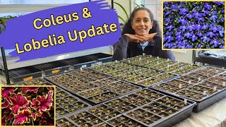 Grow Room Vlog  Potting Up Coleus amp Lobelia [upl. by Attennaej]