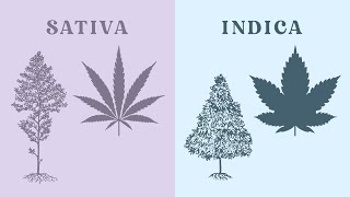 Whats the difference between indica and sativa [upl. by Randolf790]