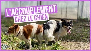 Comment fonctionne laccouplement chez les chiens [upl. by Rammus]