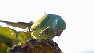 Ring necked Parakeet feasting on sunflower seed דררות בשדה חמניות インコ अँगूठी परेड की गर्दन ببغاء [upl. by Otanutrof]