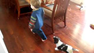 Field Bred English Springer Spaniel Puppy Dublems Stella [upl. by Jefferey21]