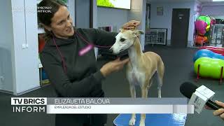 TV BRICS Deporte para perros Clases de gimnasia canina ayudan a los perros a mantenerse sanos [upl. by Reginauld759]