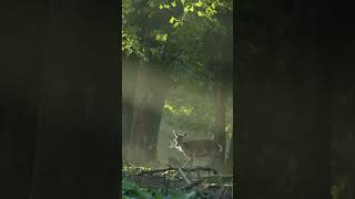 Een koude ochtend op de Veluwe💚 shorts nature deer [upl. by Prudy72]