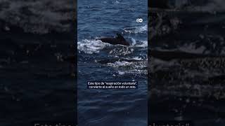 Cómo duermen las ballenas  Por dwnews [upl. by Ajak]