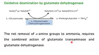 Transamination and Deamination  Formation of Ammonia  NEET PG Biochemistry  Dr Amit Maheshwari [upl. by Anilahs687]