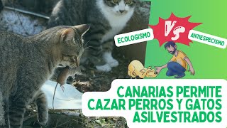 Canarias permitirá CAZAR PERROS GATOS y hurones 🐶🐱 hasta SEPTIEMBRE de 2023 [upl. by Ardel421]