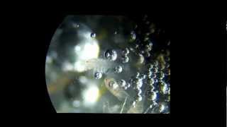 Copepods in hydrogen peroxide [upl. by Naltiak858]