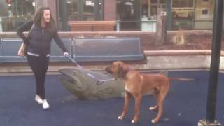 Heroic Rhodesian Ridgeback Defends His Family from a Massiv [upl. by Oralee117]