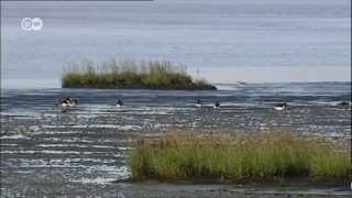 Das Wattenmeer in 60 Sec  UNESCO Welterbe [upl. by Adarbil597]