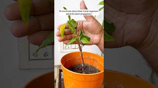 4 most important points for plant propagation 🪴 yt youtubeshorts shorts plants tips diy home [upl. by Lemmor389]